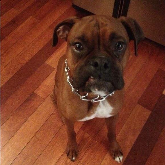 Meet your Posher’s pupper, RAJI!!! - Picture 2 of 7